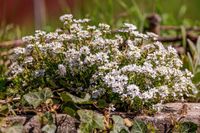 30 Samen Schleifenblume "Schneeflocke",weiß,winterharte Staude Saarland - Großrosseln Vorschau