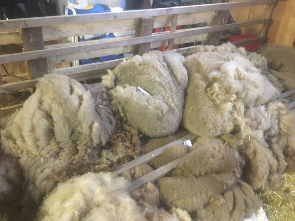 Schafwolle Rohwolle Schaf Wolle Biodünger Coburger  Vlies in Berching