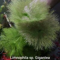 ❌ VERKAUFT ❌⭐☘️ Limnophila sp. Gigantea Aquariumpflanzen Niedersachsen - Meppen Vorschau