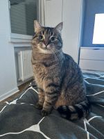 Liebevolle 3 Jährige Katzendame Hessen - Brachttal Vorschau