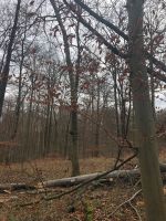 Wald Forst Acker Wiese Weide Streuobstwiese Thüringen - Jena Vorschau