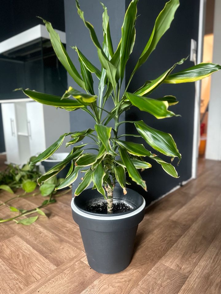 Dracaena fragrans - ca. 80 cm - Innenraum Grünpflanze in Braunschweig