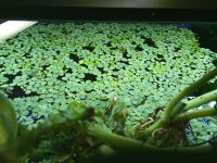 Schwimmpflanzen Aquarium Froschbiss Büschelfarn Wasserlinsen Bayern - Bayreuth Vorschau