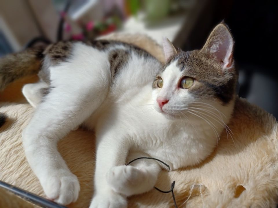 Hans, sanfter Kuschelkater, ca. 10 Monate *Tierschutz* in Reichelsheim (Odenwald)