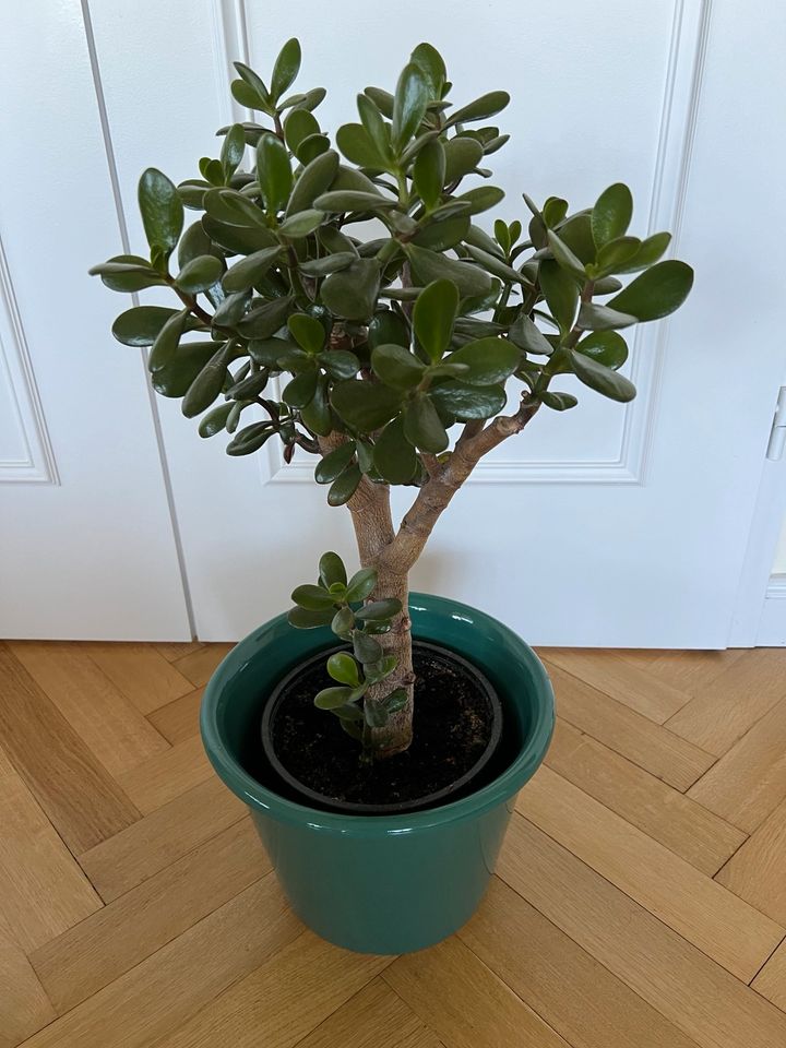 Solitärbaum Pfennigbaum Sukkulente 70 cm hoch in Hamburg