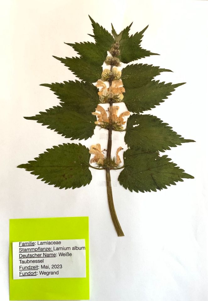 Gepresste Pflanzen für ein Herbarium in Tönisvorst