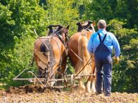 Suche Bauern für 2ha Weidepflege Kreis Ostholstein - Scharbeutz Vorschau