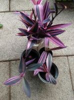 Tradescantia pallida variegeta pink stripe Ableger Nordrhein-Westfalen - Neuss Vorschau