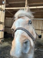 Pflegebeteiligung für Pony Niedersachsen - Hermannsburg Vorschau