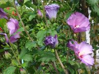 Hibiskus winterhart, Lila und Weiß, verschiedene Größen Bayern - Plattling Vorschau