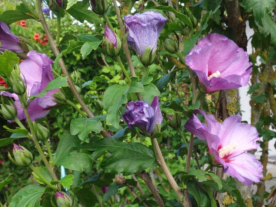 Hibiskus winterhart, Lila und Weiß, verschiedene Größen in Plattling