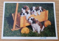 Ansichtskarte | Hundebabys aus der Serie "Sweety" Rheinland-Pfalz - Kaiserslautern Vorschau