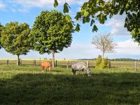 Freie Pferdeboxen Vollpension Halle Reitplätze Koppel Sachsen - Dahlen Vorschau