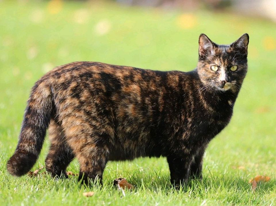 Roxy VERMISST seit 03.12.23! Schildpatt, tricolor, Glückskatze in Kumhausen