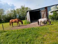 Zwei freie Pferdeboxen Schleswig-Holstein - Hollingstedt Vorschau