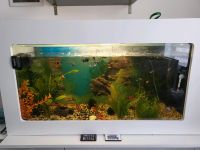 Aquarium mit buntem Besatz Rheinland-Pfalz - Wirges   Vorschau
