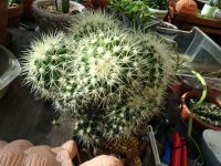 Riesen-Ableger Kaktus Schwiegermuttersitz,  Echinocactus grusonii Hessen - Ortenberg Vorschau