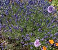 Lavendel Samen Niedersachsen - Hameln Vorschau