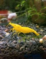 Bd freie Yellow Neon Fire Garnele Neocaridina Garnelen Niedersachsen - Celle Vorschau