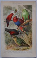 Lithographie Mützel Papagei Roter Lori Kakadu Kakapo Tarapo Edel Berlin - Mitte Vorschau