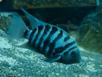 Zebrabuntbarsch / Barsche / Fische / Aquarium Bochum - Bochum-Wattenscheid Vorschau