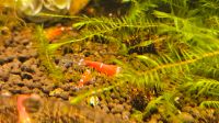 SCR Super Crystal Red Caridina Garnelen Baden-Württemberg - Bad Friedrichshall Vorschau