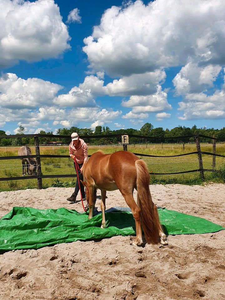 Bodenarbeit -Horsemanship / Beratung in der Erziehung in Blomberg