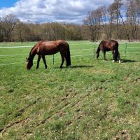 Reitbeteiligung Niedersachsen - Uelzen Vorschau