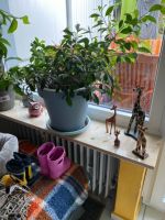 Bonsai / Ficus / Zimmerpflanze mit Übertopf Nordrhein-Westfalen - Hemer Vorschau