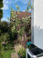 Baum , Heimische Traubenkirsche ca. 300 cm ( 3 m ) Nordrhein-Westfalen - Lippstadt Vorschau