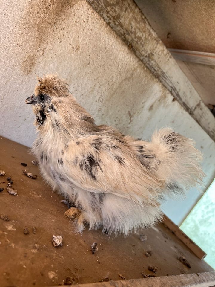 Zwerg Seidenhenne weiß schwarz Seidenhuhn in Kleve