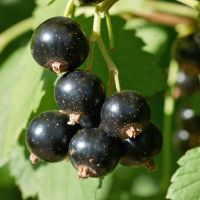 Suche Schwarze Johannisbeeren (Früchte) Juni/Juli aus Bio Garten Innenstadt - Köln Altstadt Vorschau