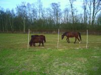 Euro Mustang Netz Pferde 1,45m, 50m Wolfsnetz Pferd Gartennetz Brandenburg - Treuenbrietzen Vorschau