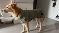Hunde-Regenmantel Milford Hunter 75cm Wandsbek - Hamburg Bramfeld Vorschau