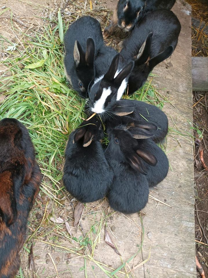 Hase Kaninchen in Eisenach