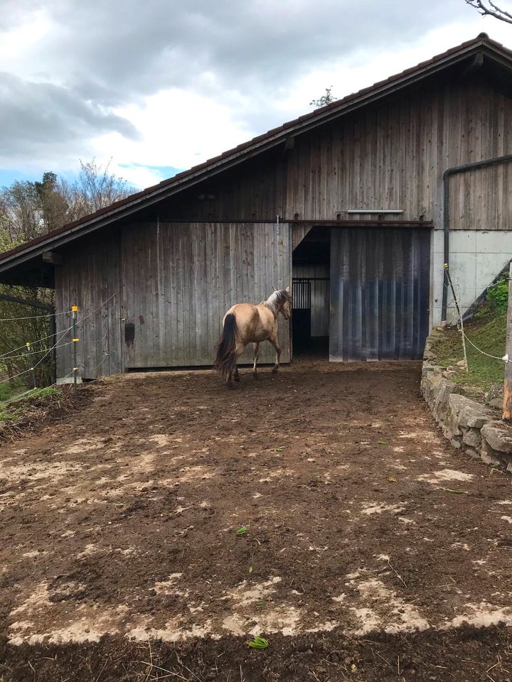 Pferdebox mit Reitplatz in Konzell