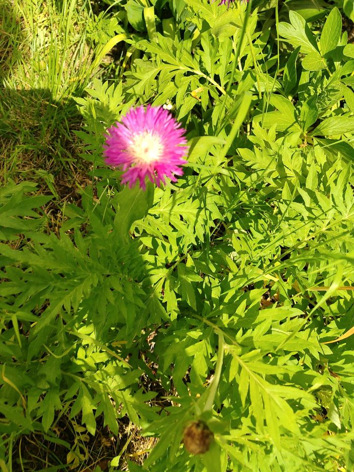 Zweifarbige Flockenblume 1€ pro Pflanze in Halle