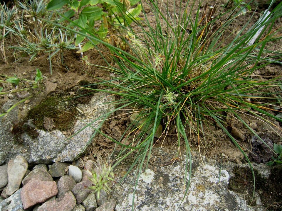 Zwerg-Lampenputzergras \'Little Bunny\' Pennisetum alopecuroides in Hessen -  Liebenau | eBay Kleinanzeigen ist jetzt Kleinanzeigen