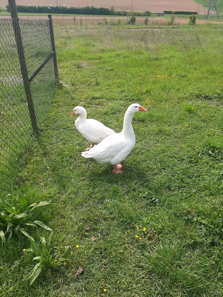 Gans und Ganter Gänse in Bad Wimpfen