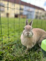 2 kaninchen weiblich Bayern - Waldsassen Vorschau