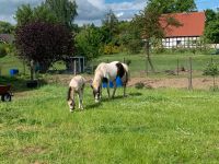 Lewitzer Zuchtstute mit Fohlen bei Fuß Brandenburg - Pritzwalk Vorschau