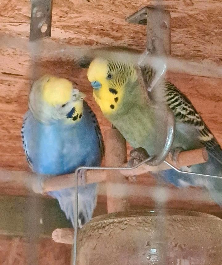 Wellensittich Brutpärchen Hahn und Henne in Köln