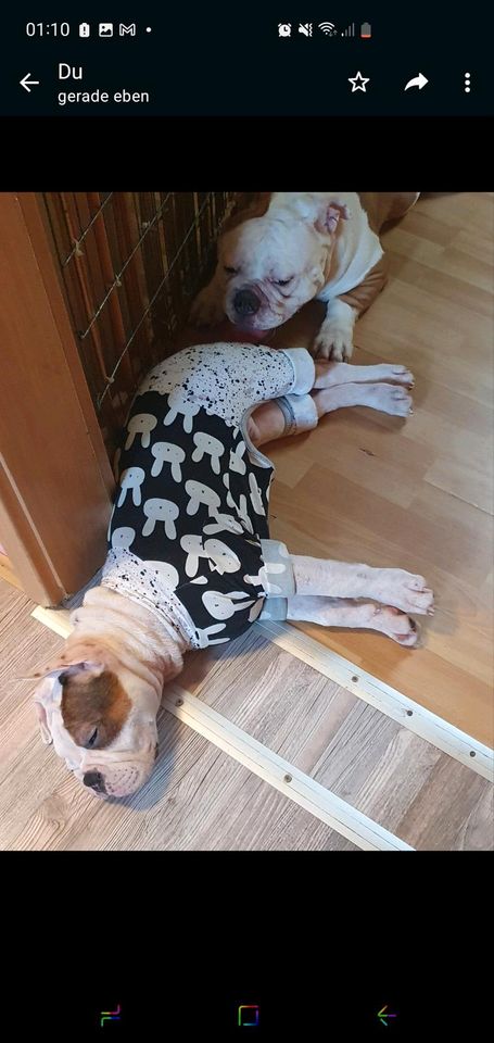 Hunde Pyjama für große Hunde in Wietzen