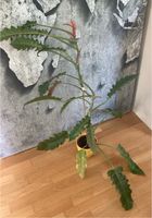 Zimmerpflanze: Philodendron Narrow Escape Bayern - Augsburg Vorschau