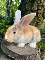 Deutsche Riesen Kaninchen aus liebevoller Hobbyzucht geimpft Hessen - Bad Soden am Taunus Vorschau