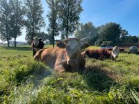 Acker Wiese Weide Rinder Bayern - Untermerzbach Vorschau