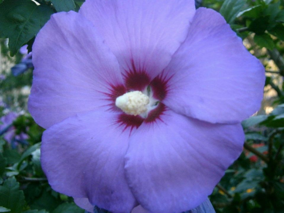 GARTEN-HIBISKUS  (Hibiscus syriacus) - LILA - SAMEN in Lutherstadt Wittenberg