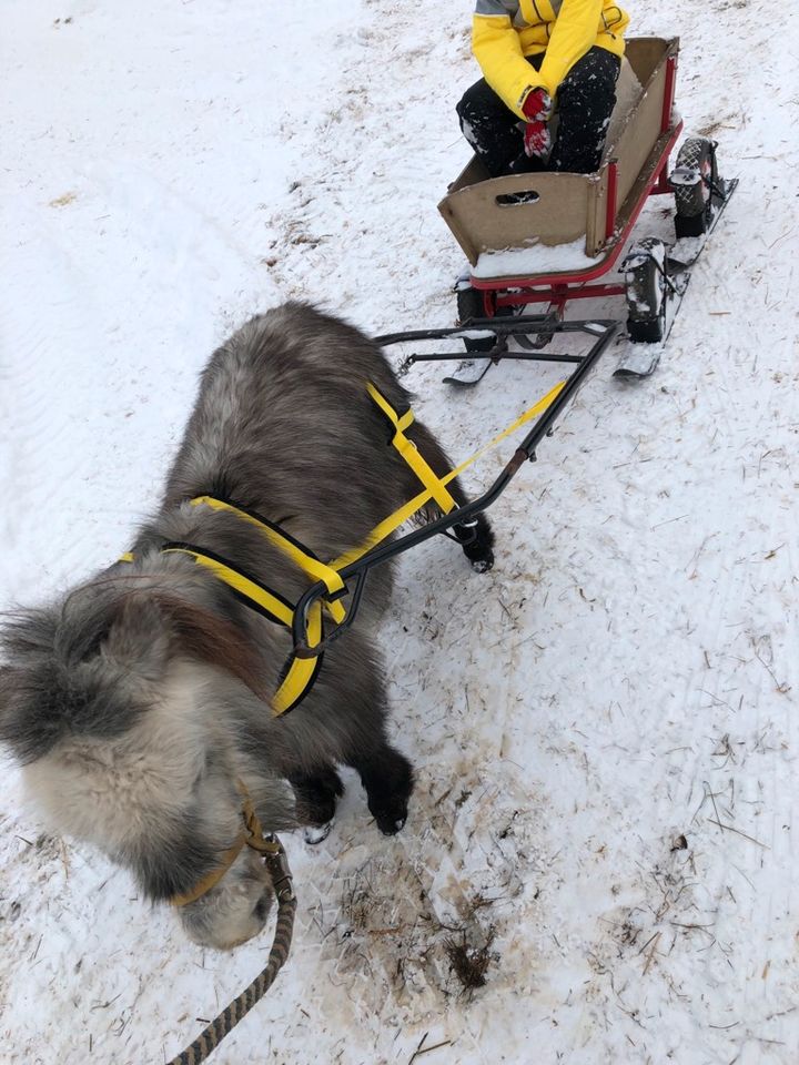 Hundewagen Komplett mit Geschirr, Bollerwagen, Anleitung 100 cm in Wallersdorf