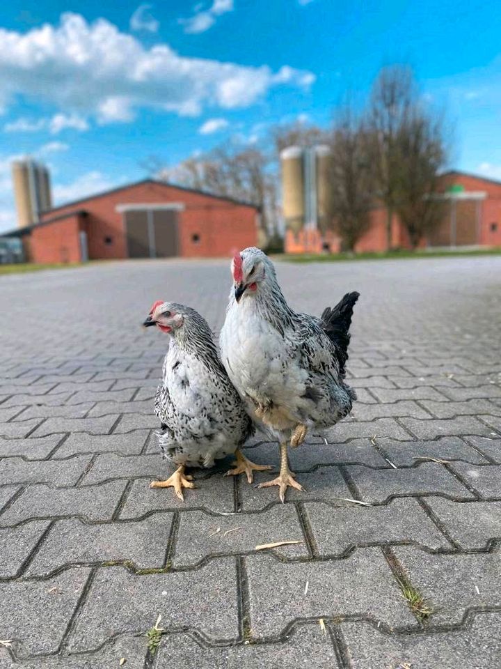 Hühner Junghennen Sussex Grünleger Könisberger Maran Bovan/17,00* in Oldenburg in Holstein