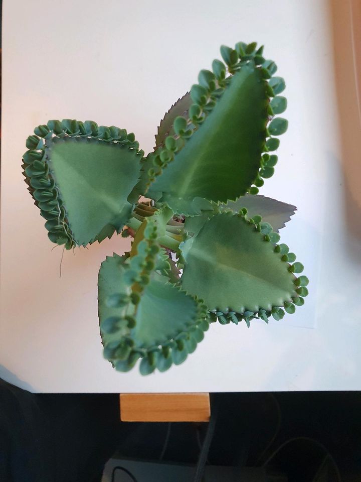 Kalanchoe Draigremontiana Babys Kindel Brutblatt  -auch Tausch- in Ditzingen